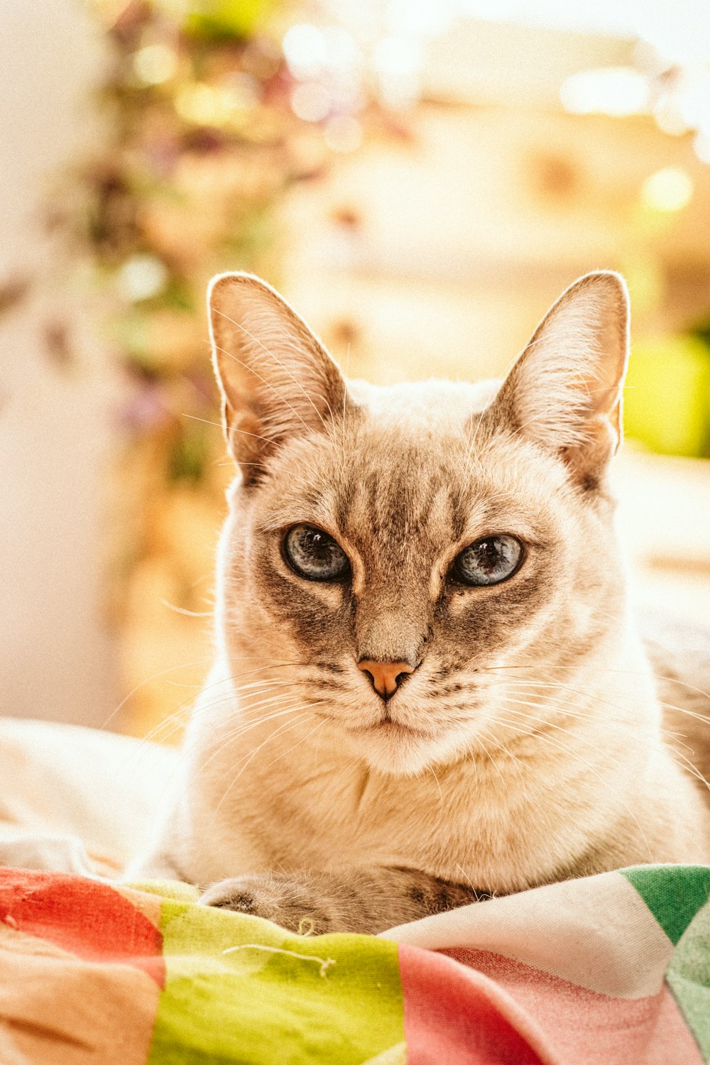 a cat lying on a blanket