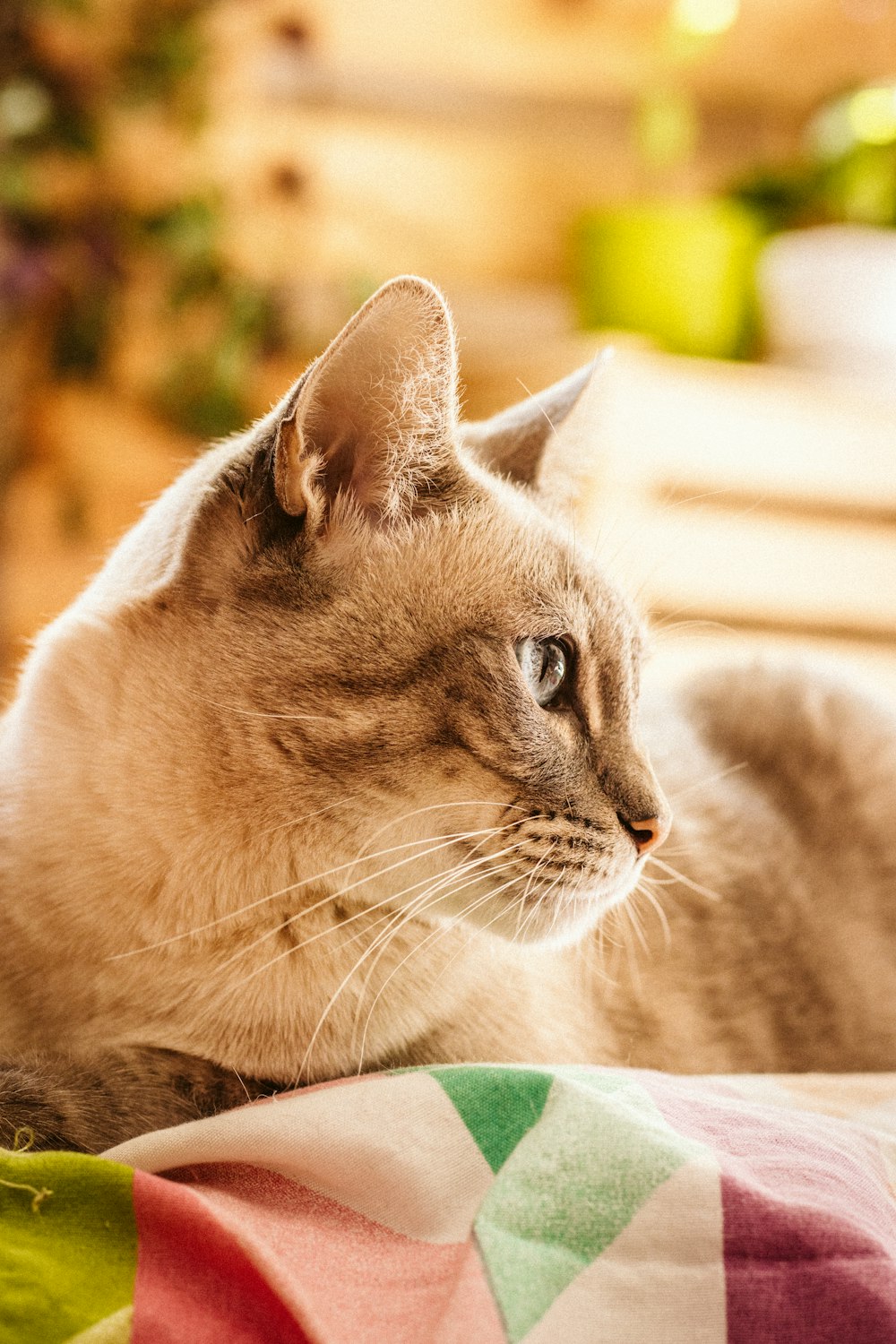 a cat lying on a blanket