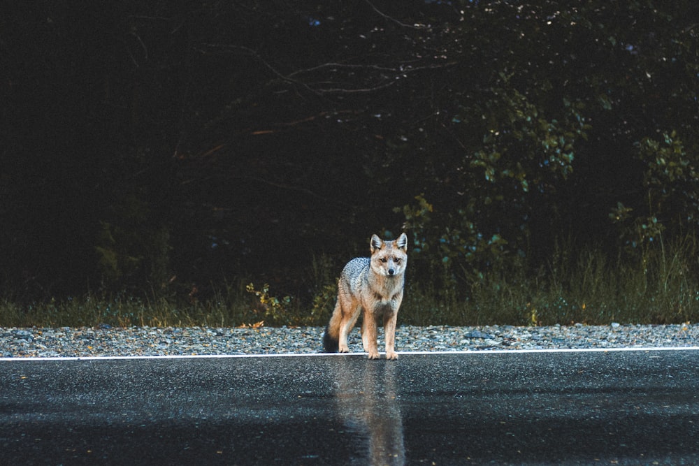 uma raposa andando em uma estrada