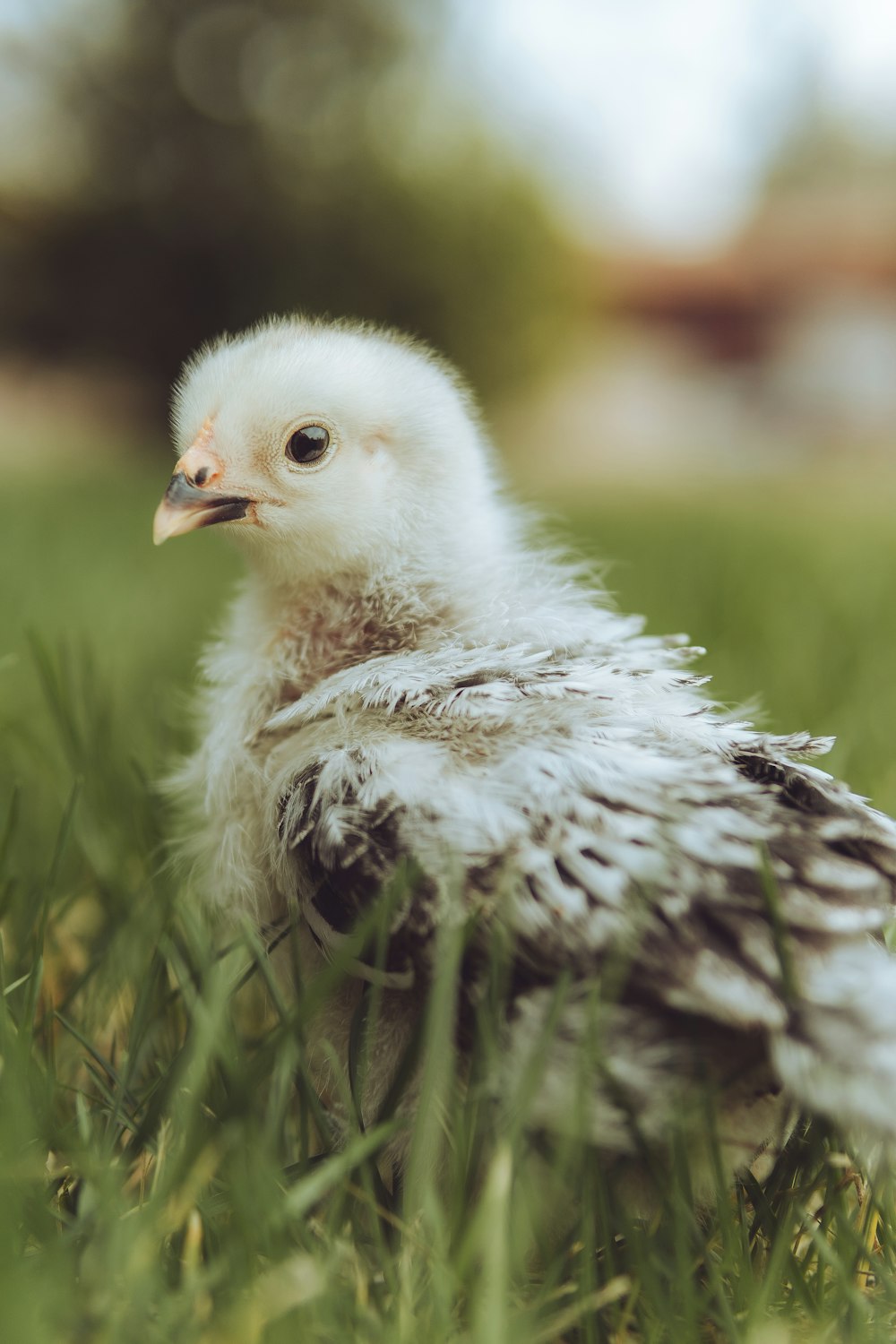 a baby bird in the grass