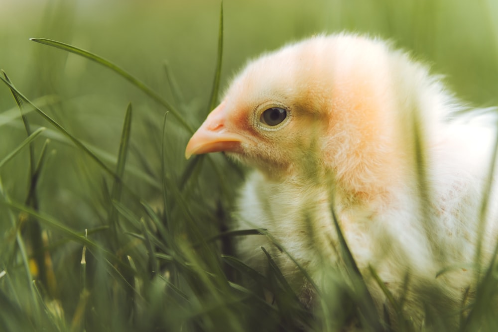 a baby chick in a grassy area