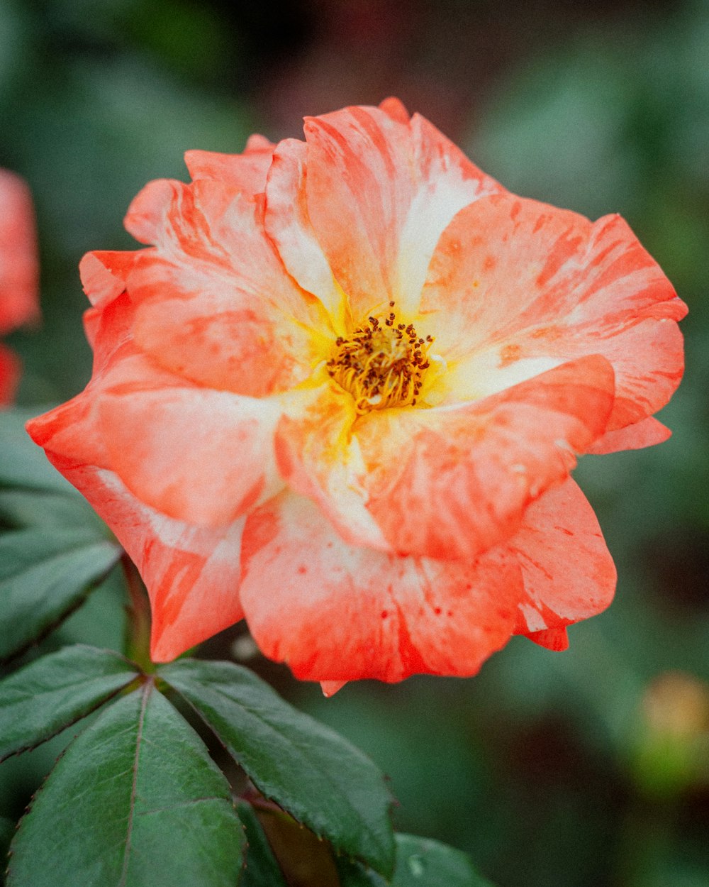 a pink flower with green leaves