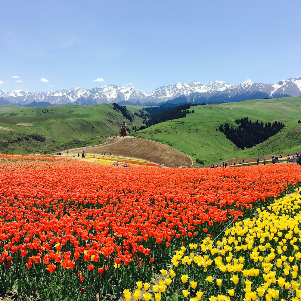 a field of flowers with mountains in the background