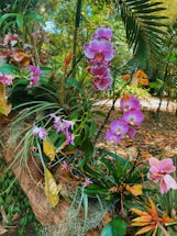 A variety of orchids, featuring pink and purple flowers, are growing among lush green foliage. The plants are arranged around a tree trunk covered with moss and other vegetation. The background includes more tropical plants and greenery under natural light.