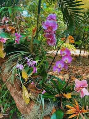 A variety of orchids, featuring pink and purple flowers, are growing among lush green foliage. The plants are arranged around a tree trunk covered with moss and other vegetation. The background includes more tropical plants and greenery under natural light.