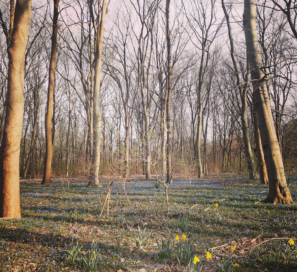 a forest with bare trees