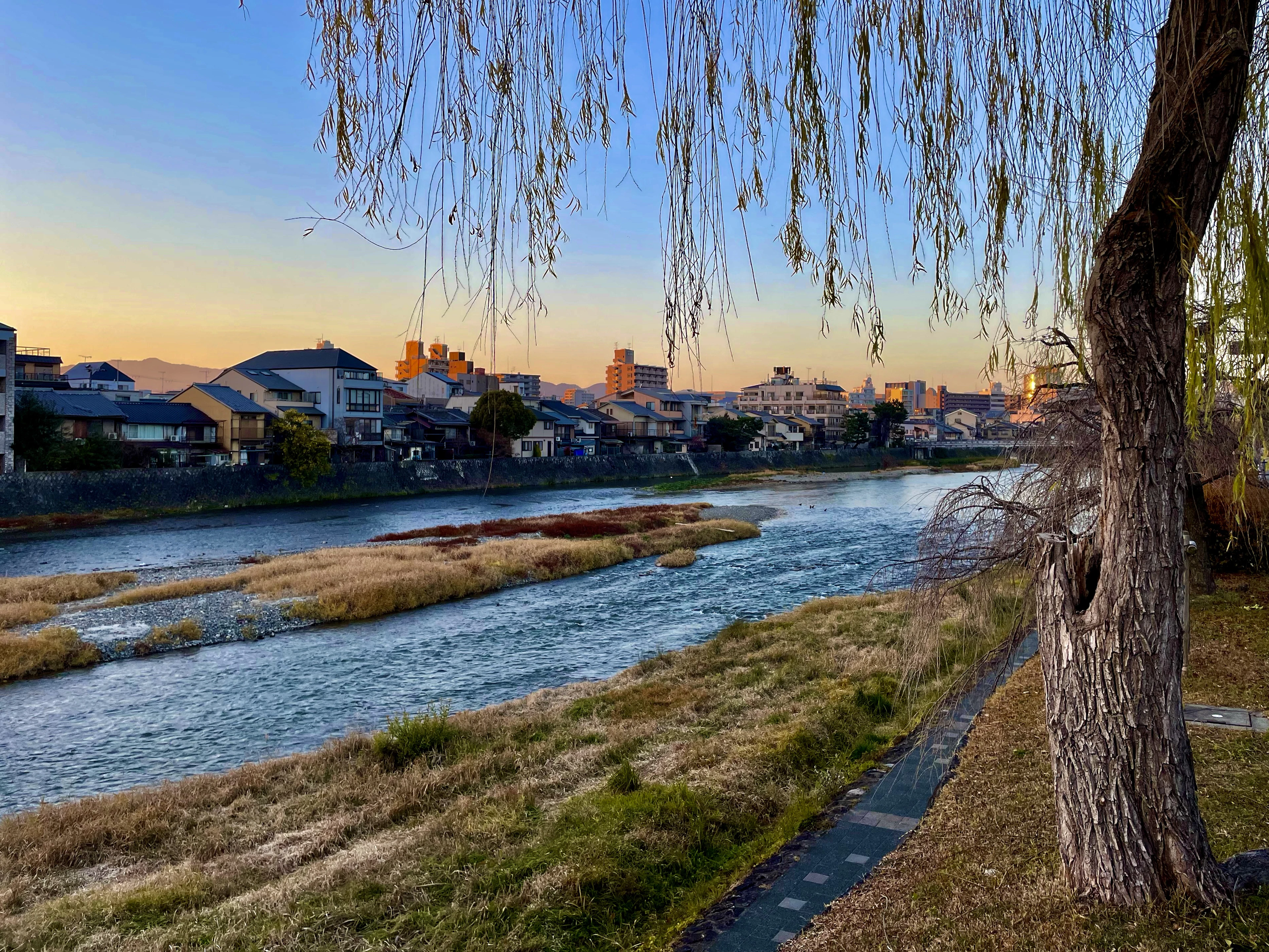 Evening light over the river in Kyoto, with grassy shallows, a willow on the bank and low city rooftops