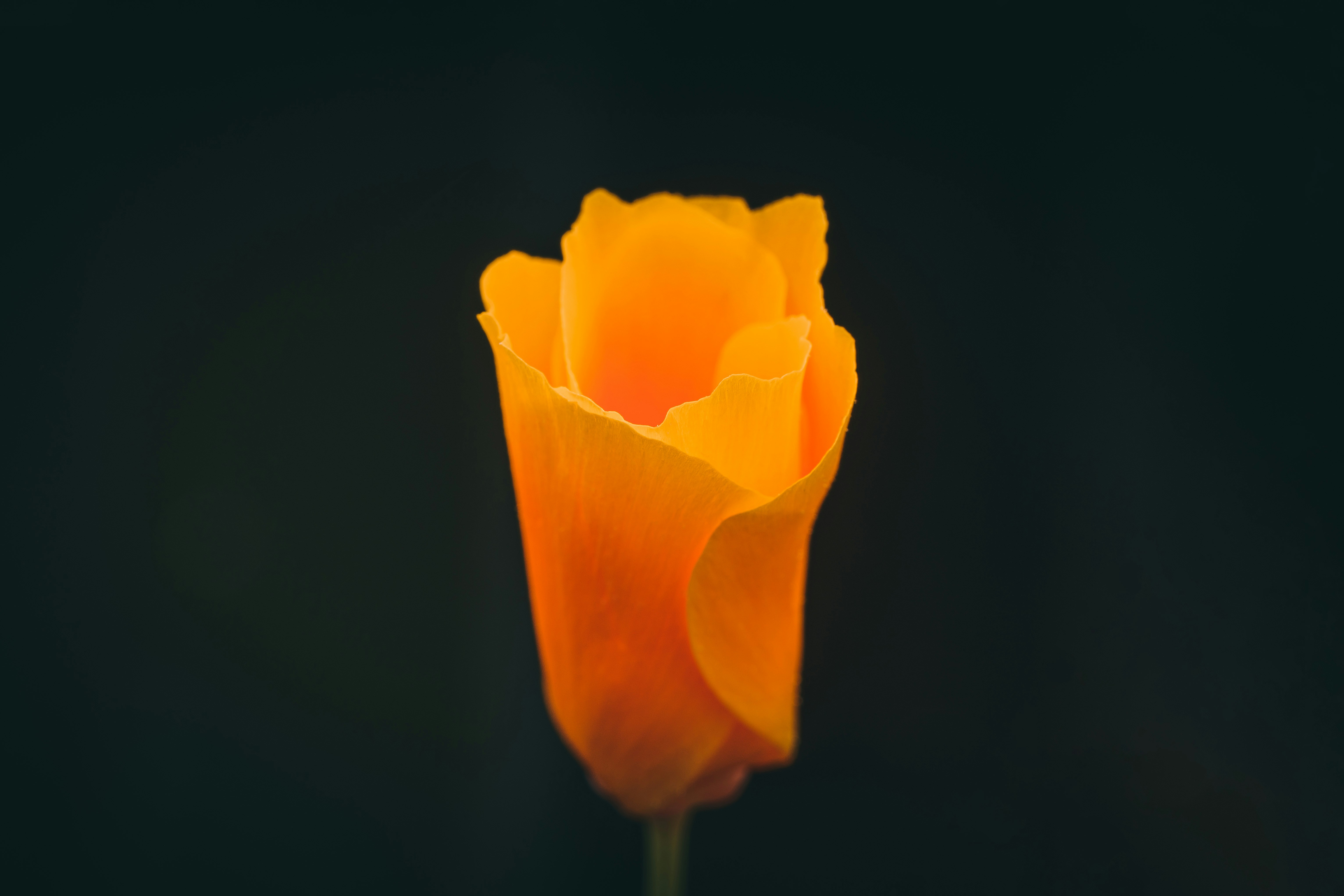 Photo by timothycdykes