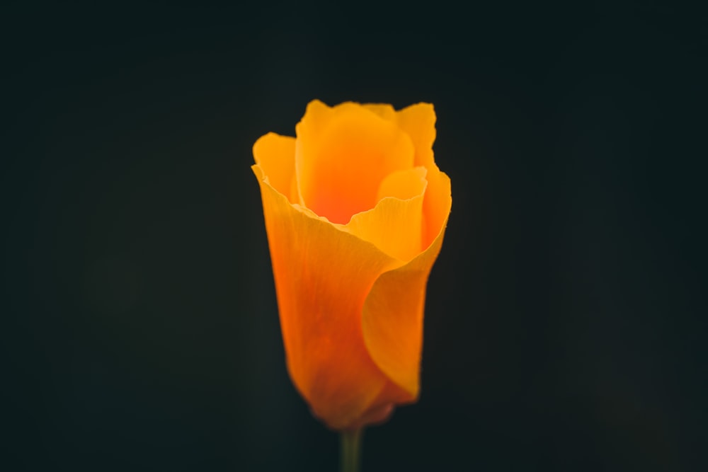 une fleur jaune avec un fond noir