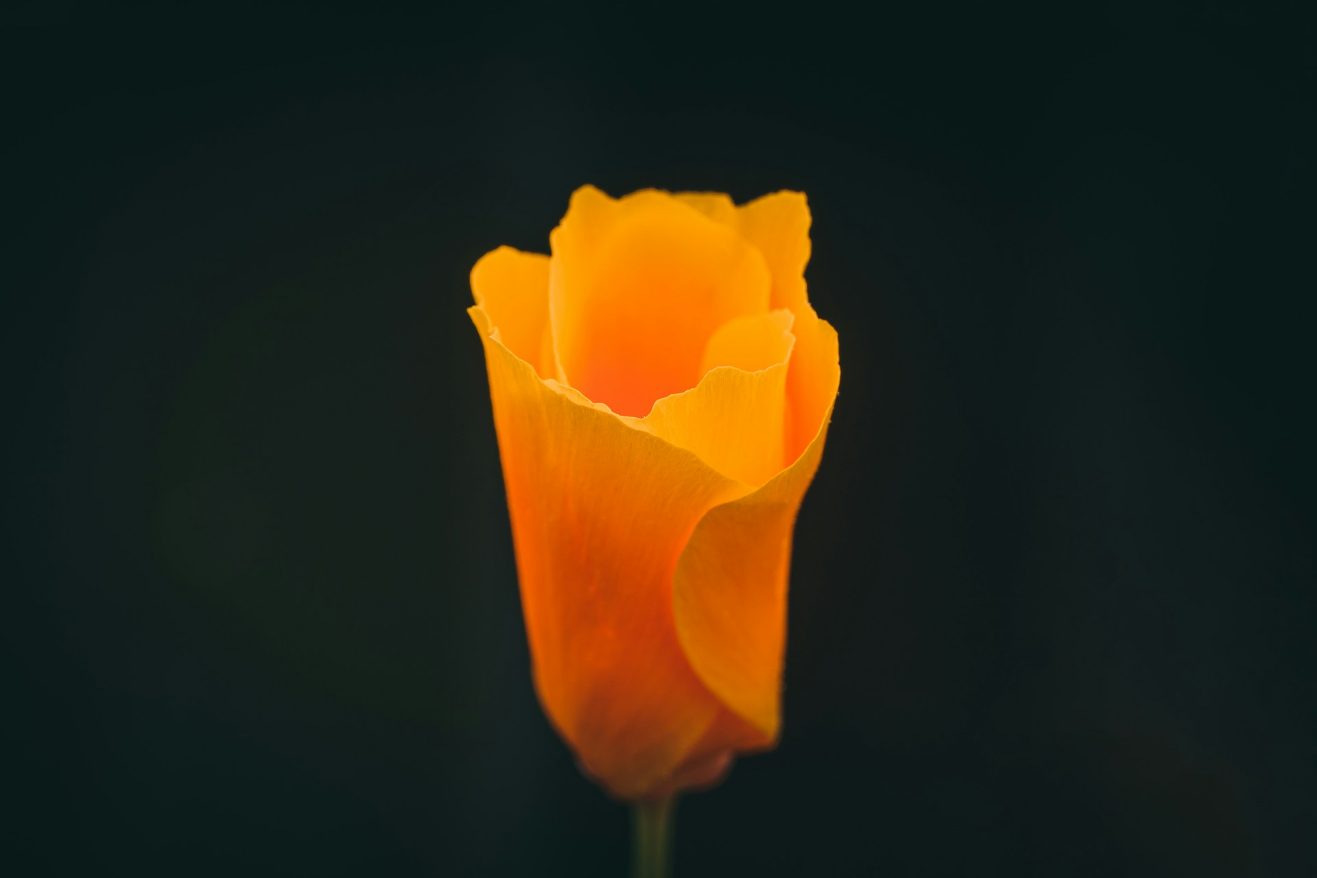 a yellow flower with a black background