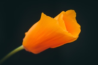 a close up of a flower