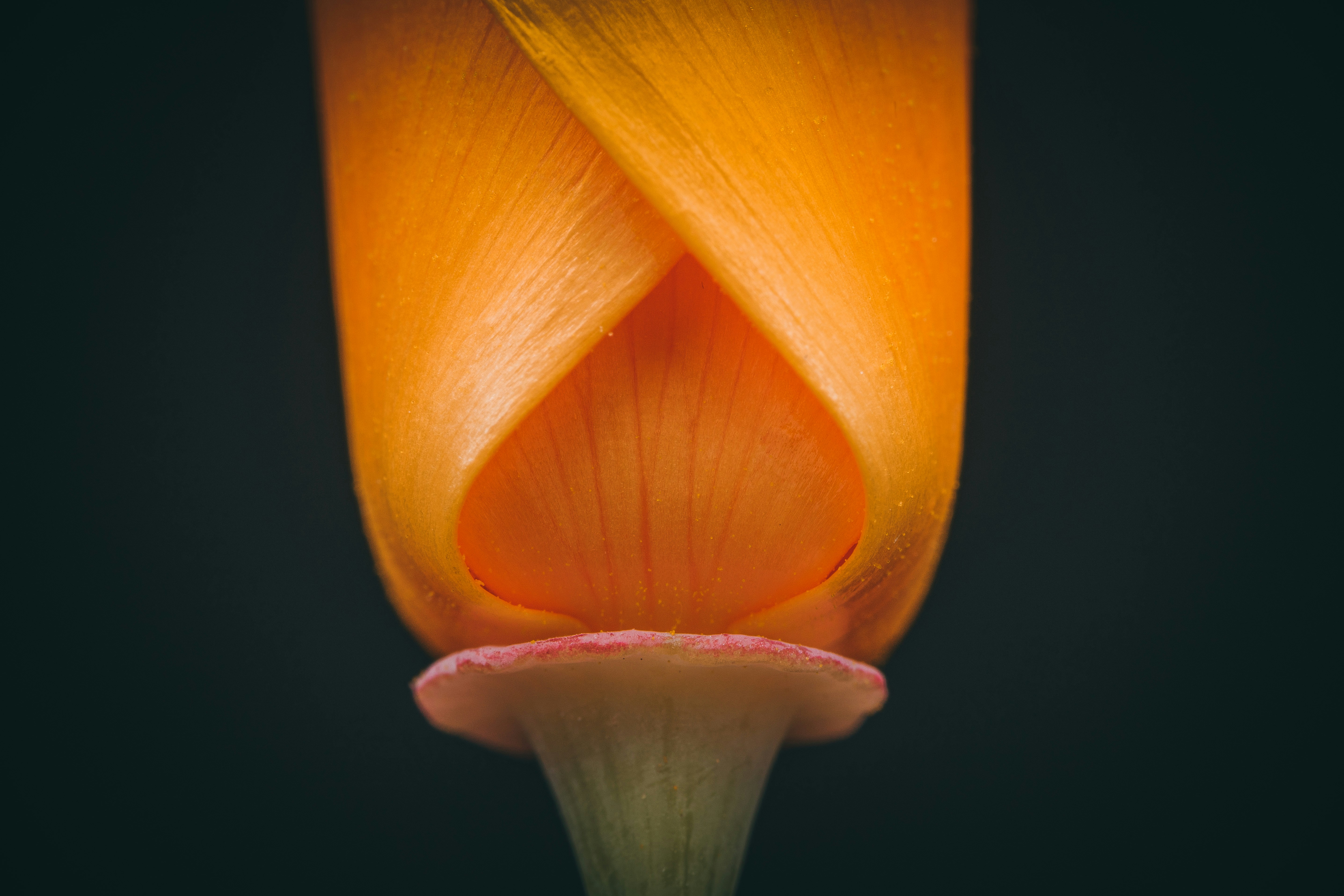Close-up of a flower