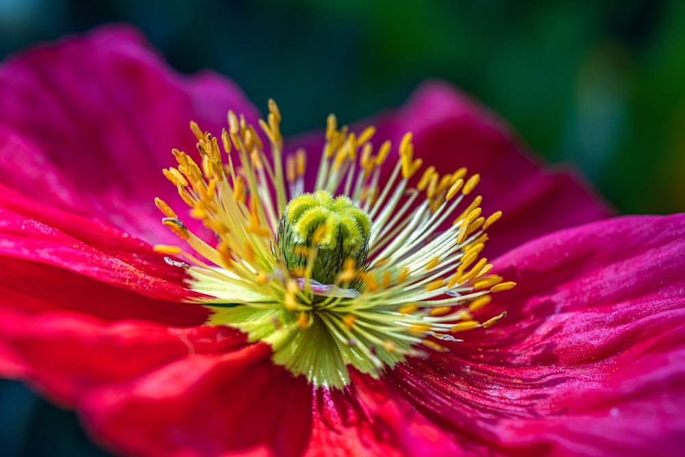 a close up of a flower