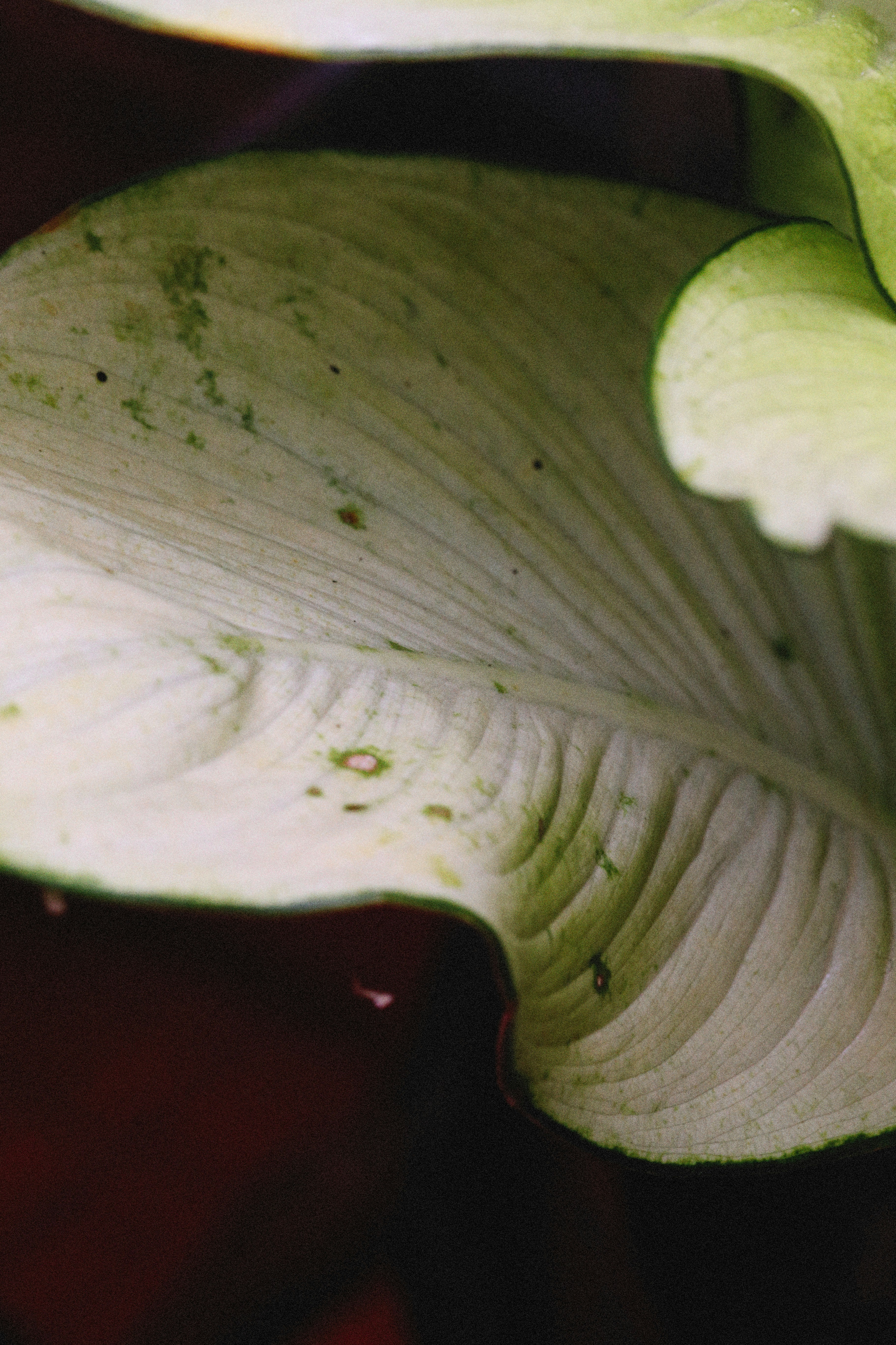 Photo by alexeydemidov