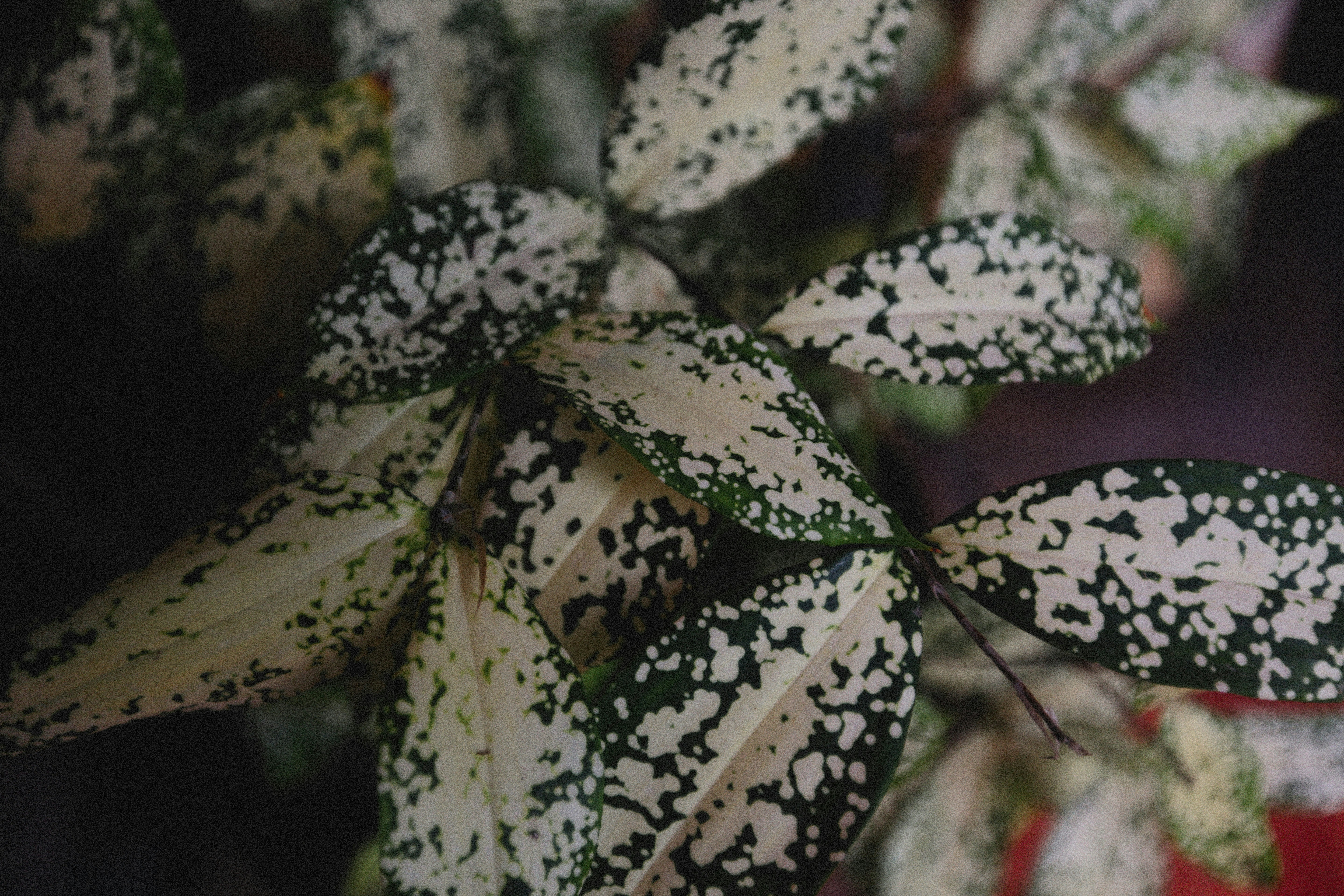 Photo by alexeydemidov