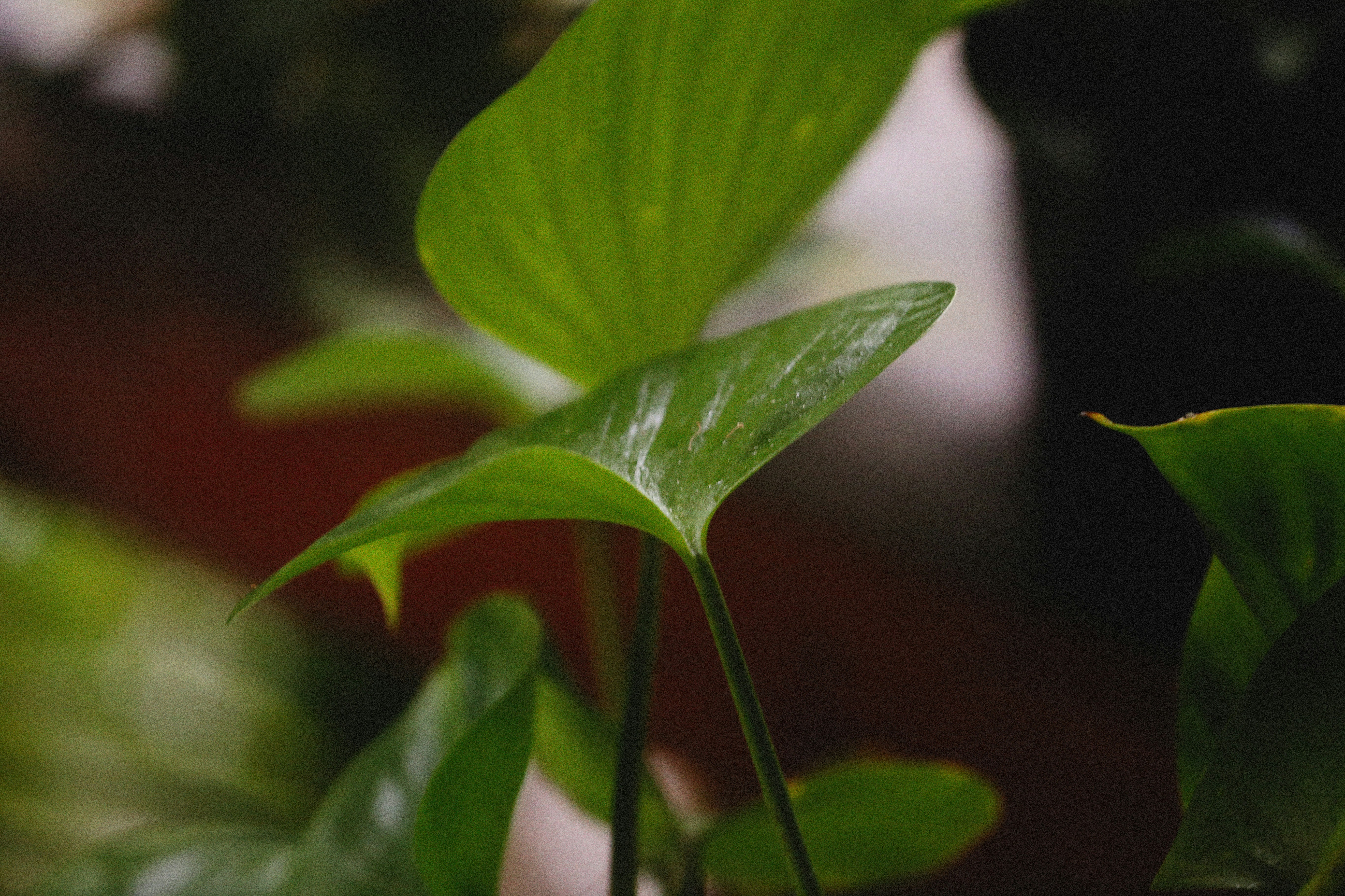 Photo by alexeydemidov