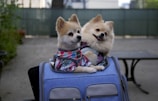 Two fluffy dogs are sitting inside a blue travel bag on a patio. Both dogs are dressed in colorful harnesses, and they appear content and relaxed. The background is slightly blurred, with a green fence and some foliage visible.