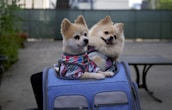 Two fluffy dogs are sitting inside a blue travel bag on a patio. Both dogs are dressed in colorful harnesses, and they appear content and relaxed. The background is slightly blurred, with a green fence and some foliage visible.