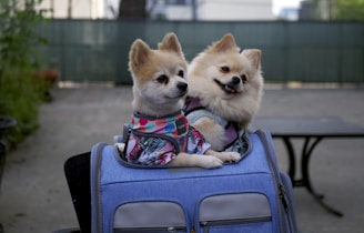 Two fluffy dogs are sitting inside a blue travel bag on a patio. Both dogs are dressed in colorful harnesses, and they appear content and relaxed. The background is slightly blurred, with a green fence and some foliage visible.