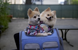 Two fluffy dogs are sitting inside a blue travel bag on a patio. Both dogs are dressed in colorful harnesses, and they appear content and relaxed. The background is slightly blurred, with a green fence and some foliage visible.