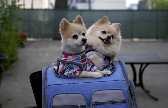 A happy dog and cat sitting side by side in a sunny park, surrounded by pet travel gear and accessories.