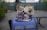 Two fluffy dogs are sitting inside a blue travel bag on a patio. Both dogs are dressed in colorful harnesses, and they appear content and relaxed. The background is slightly blurred, with a green fence and some foliage visible.