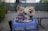 Two fluffy dogs are sitting inside a blue travel bag on a patio. Both dogs are dressed in colorful harnesses, and they appear content and relaxed. The background is slightly blurred, with a green fence and some foliage visible.