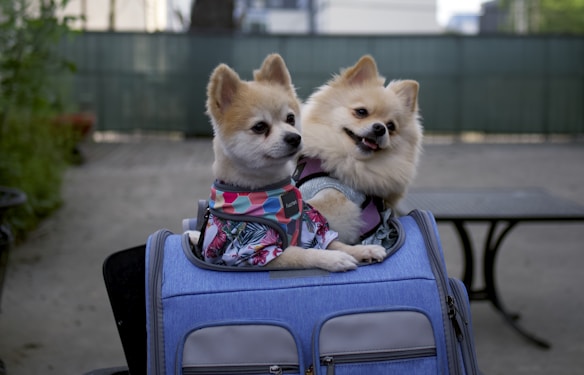 Two fluffy dogs are sitting inside a blue travel bag on a patio. Both dogs are dressed in colorful harnesses, and they appear content and relaxed. The background is slightly blurred, with a green fence and some foliage visible.