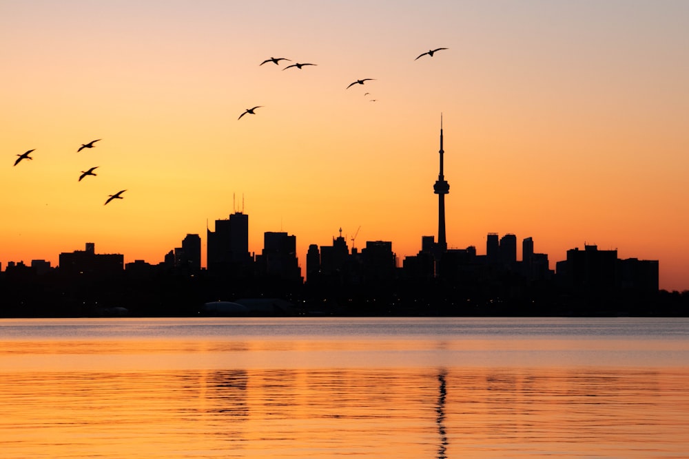 birds flying over a city