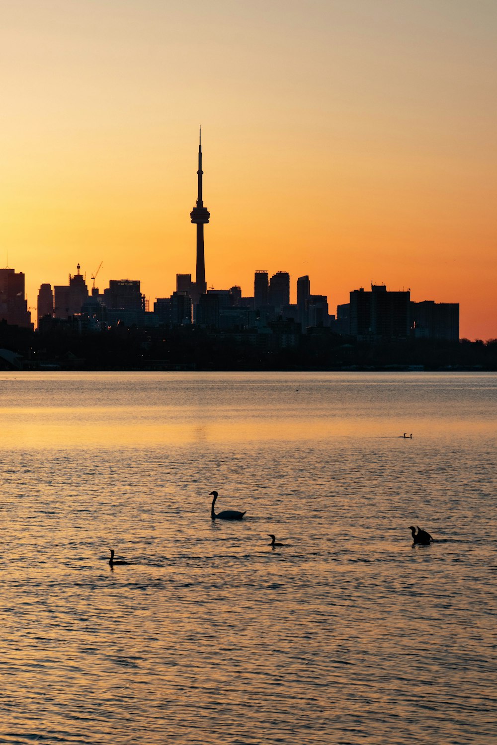 a group of ducks swimming in a body of water with a city in the background