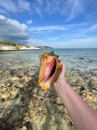 a hand holding a seashell on a rocky beach