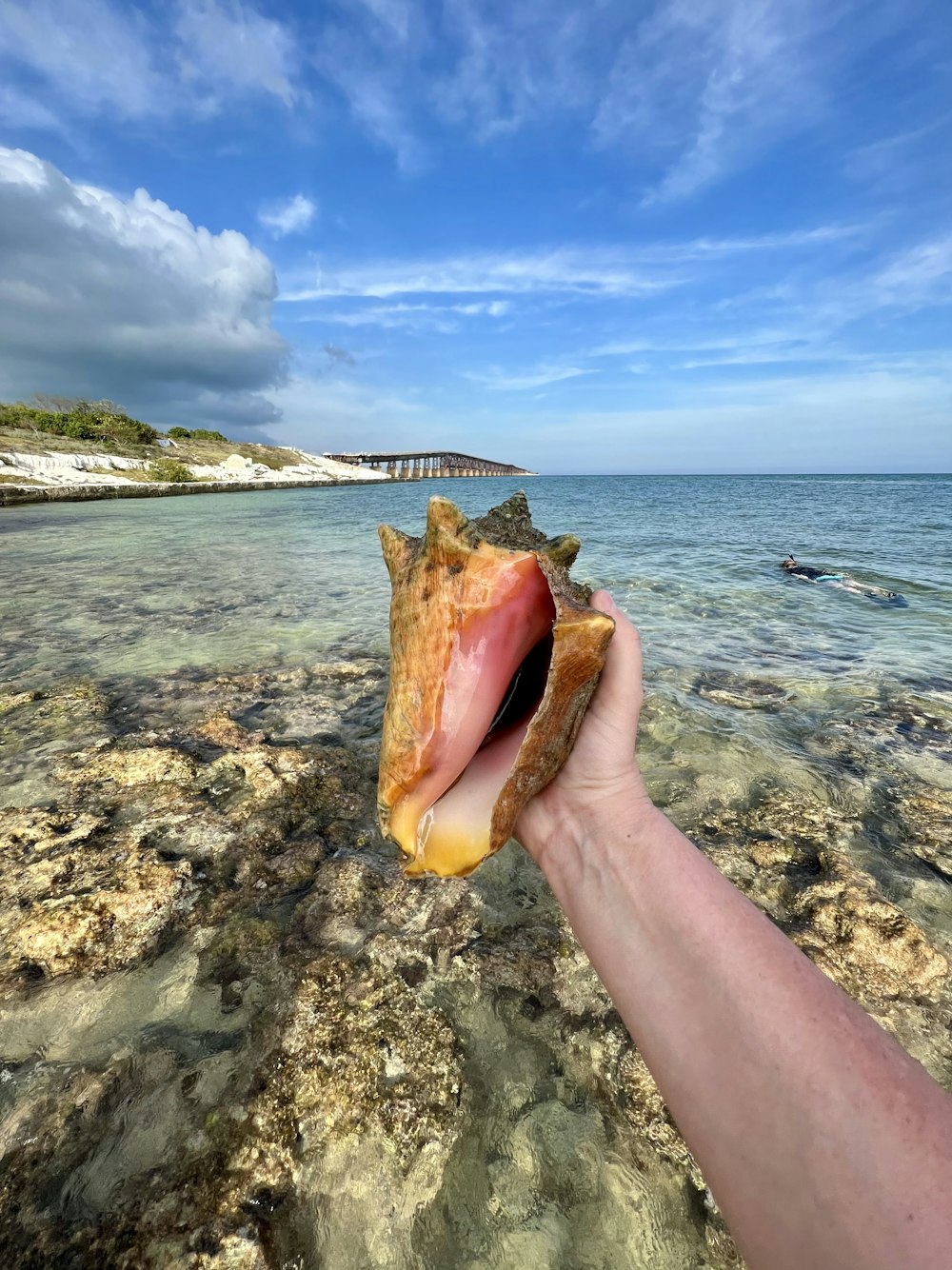 a hand holding a seashell on a rocky beach