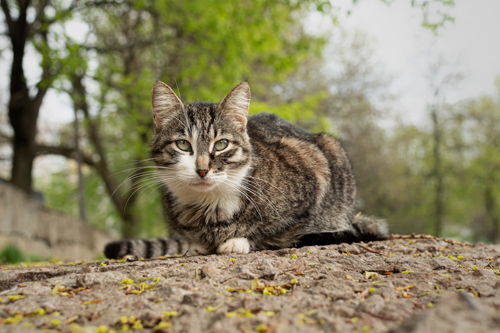 a cat sitting on a rock