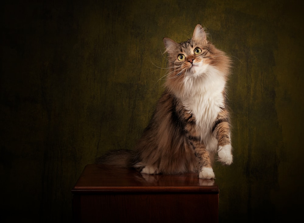a cat sitting on a podium