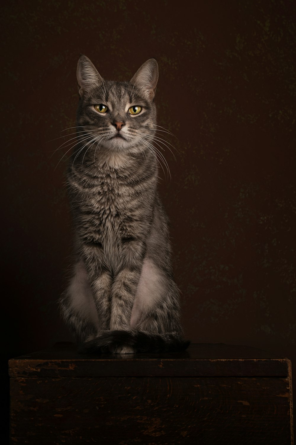 a cat sitting on a ledge