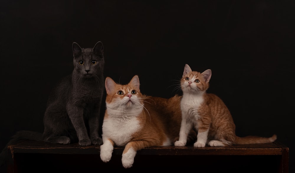 a group of cats sitting on a table