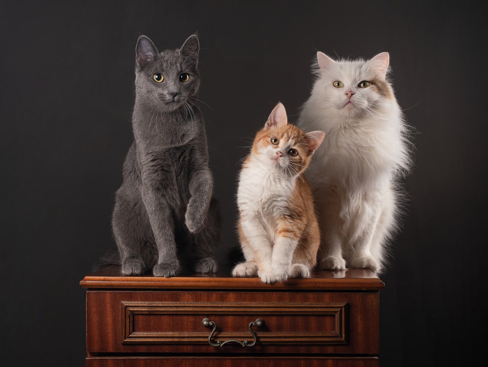a group of cats sitting on a dresser