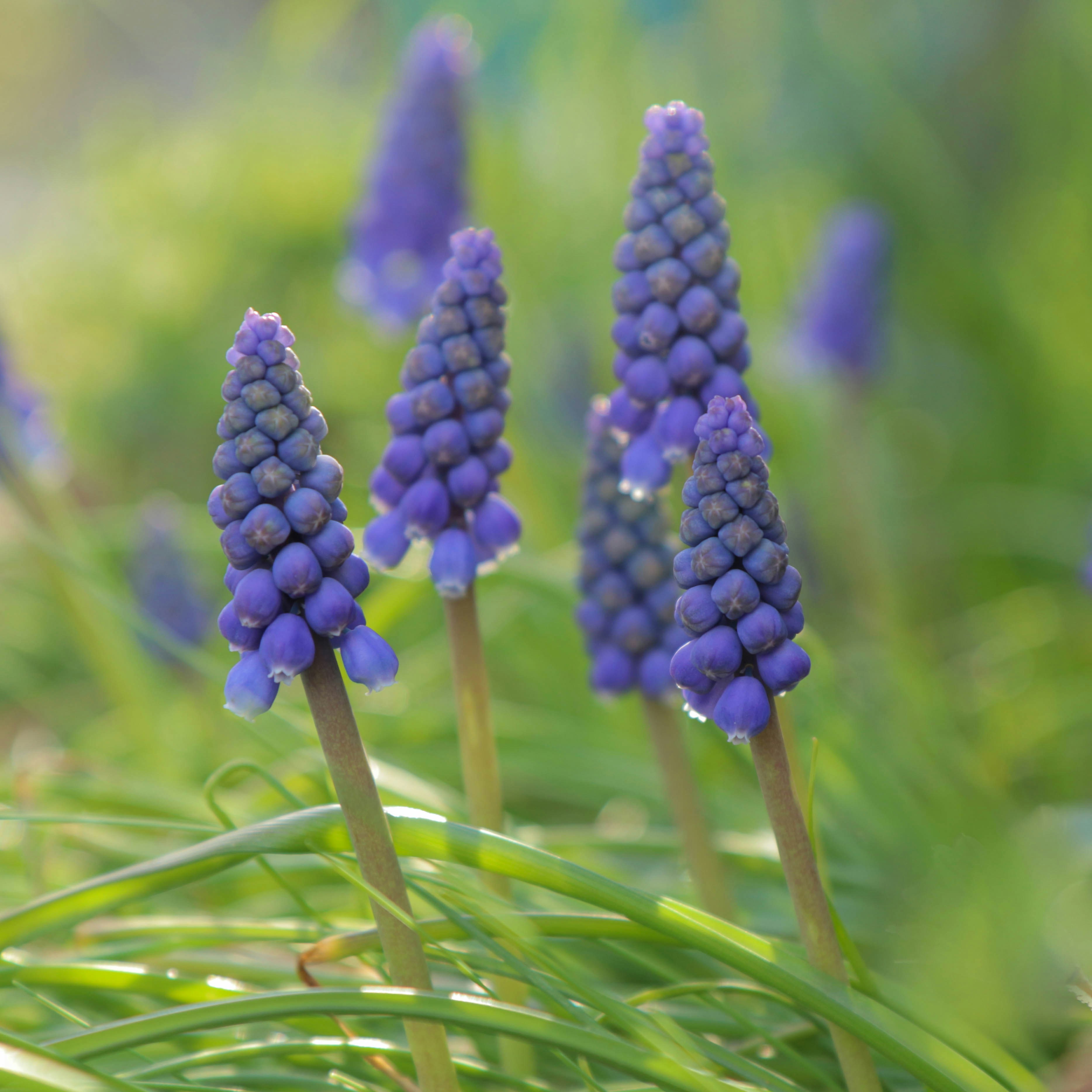 a close up of a flower