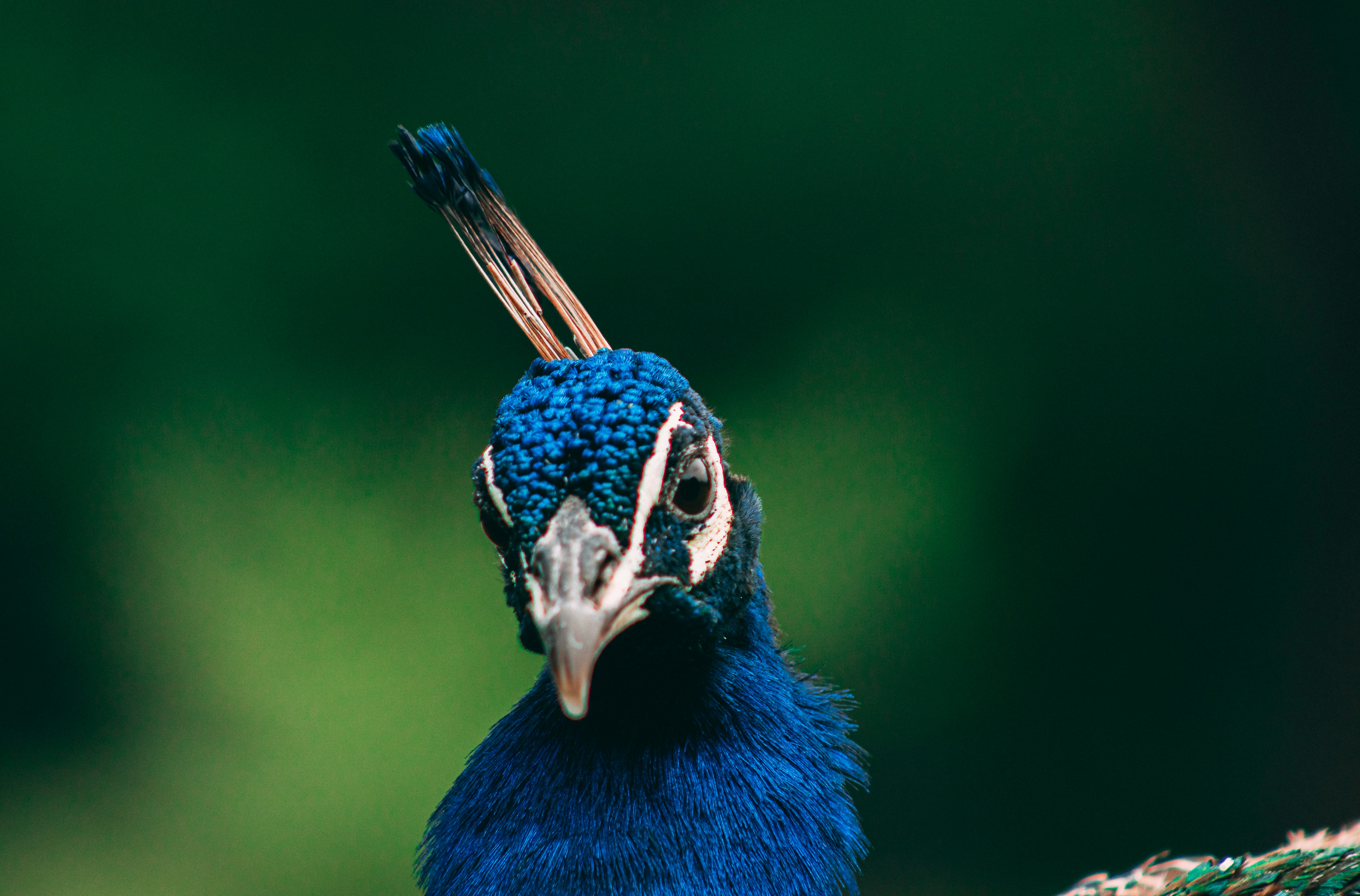 a blue bird with a long beak