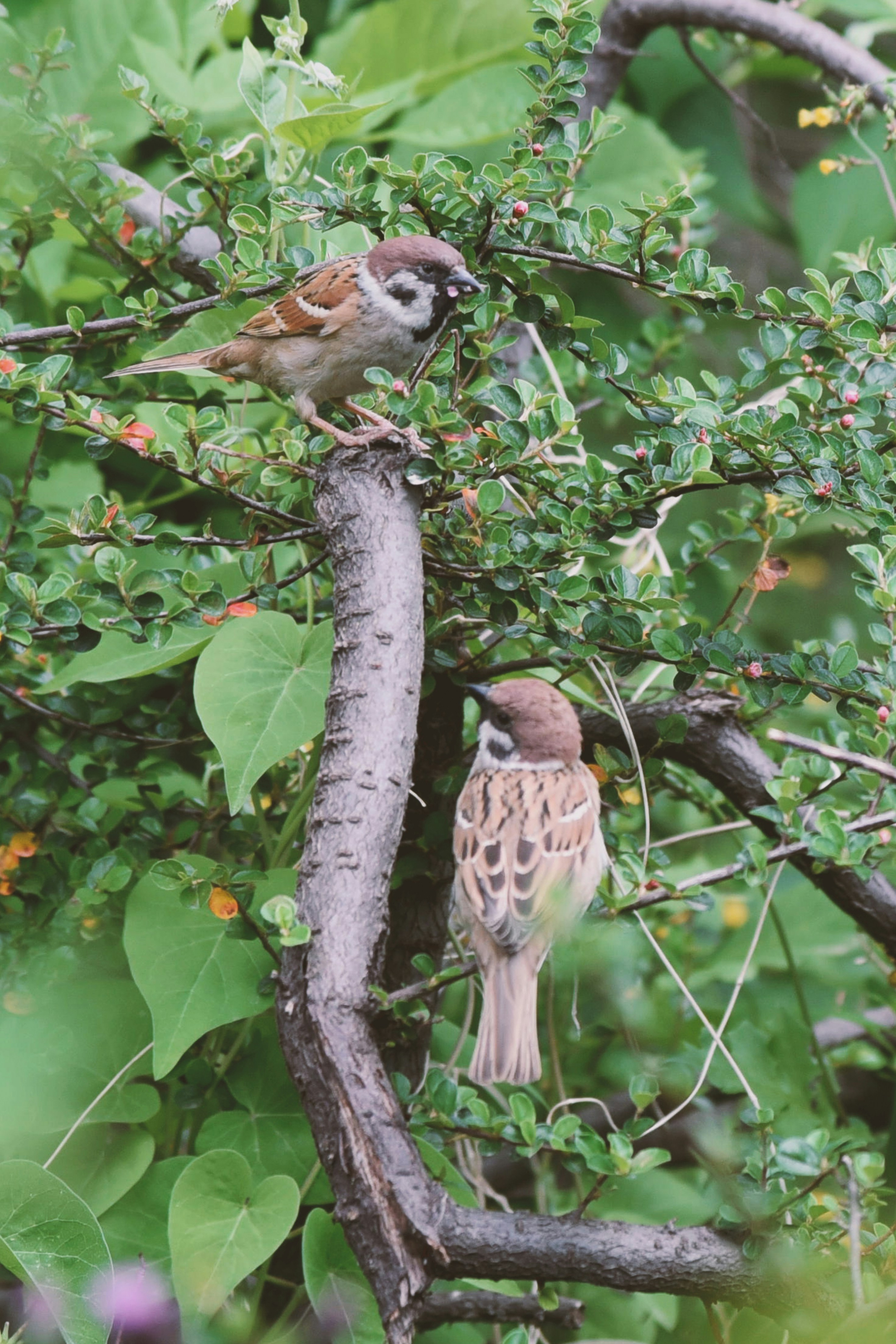birds on a tree branch