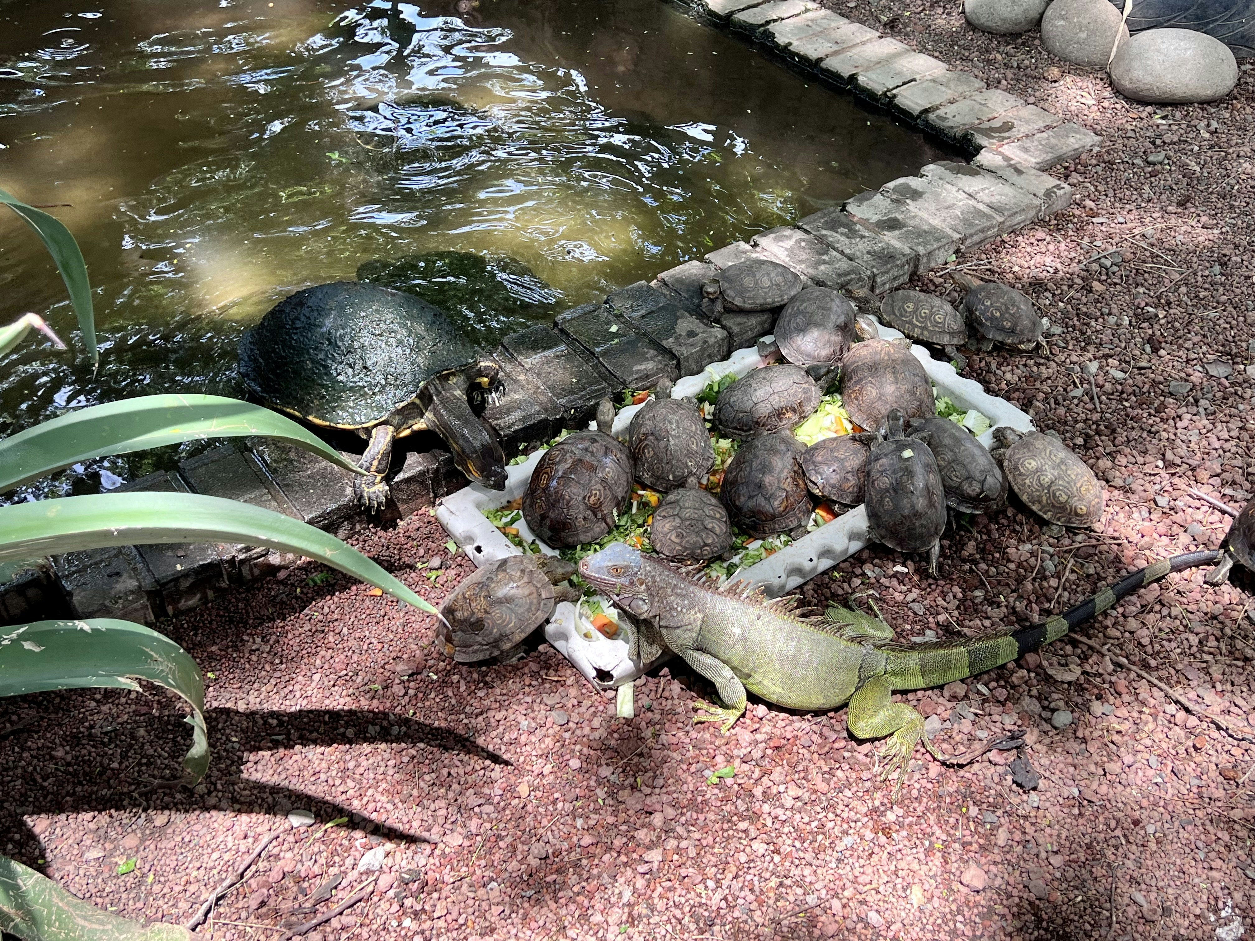 Tortugas: Reptiles Antiguos y su Presencia en el Mundo Actual