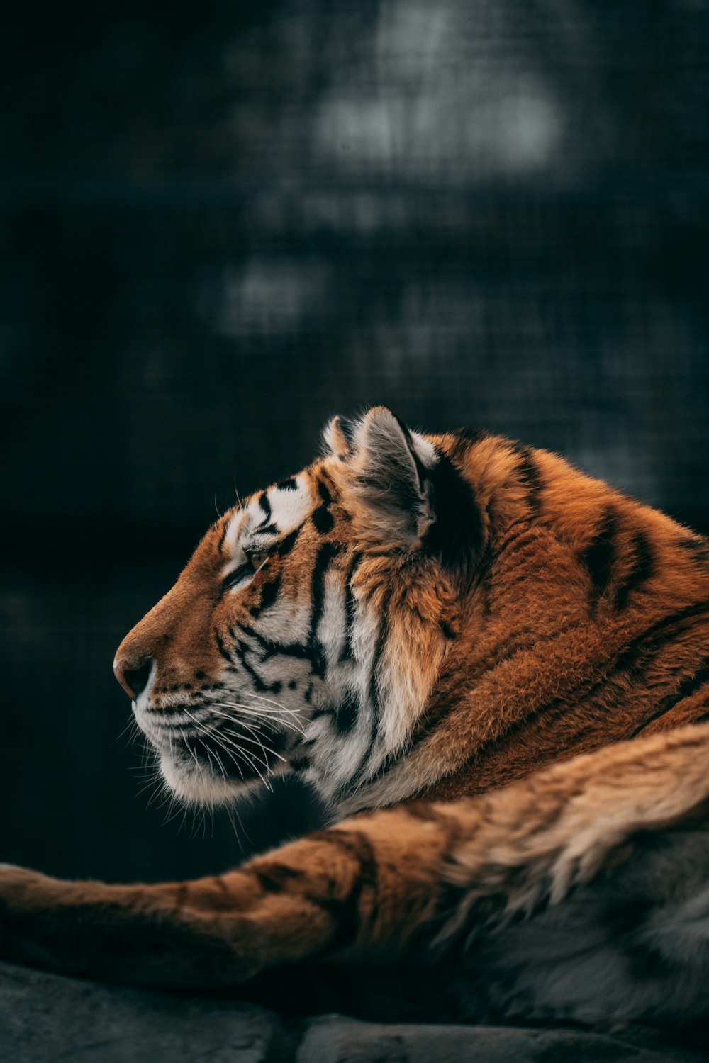 a tiger lying on a rock