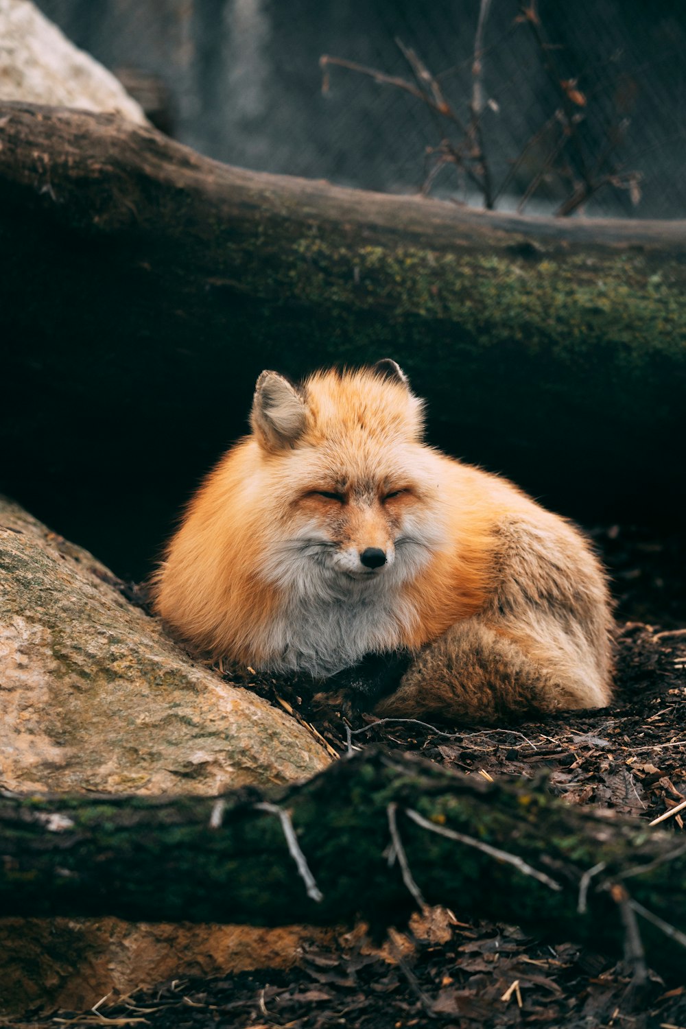 a fox lying on the ground