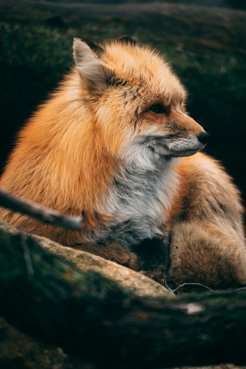 a fox lying on a rock