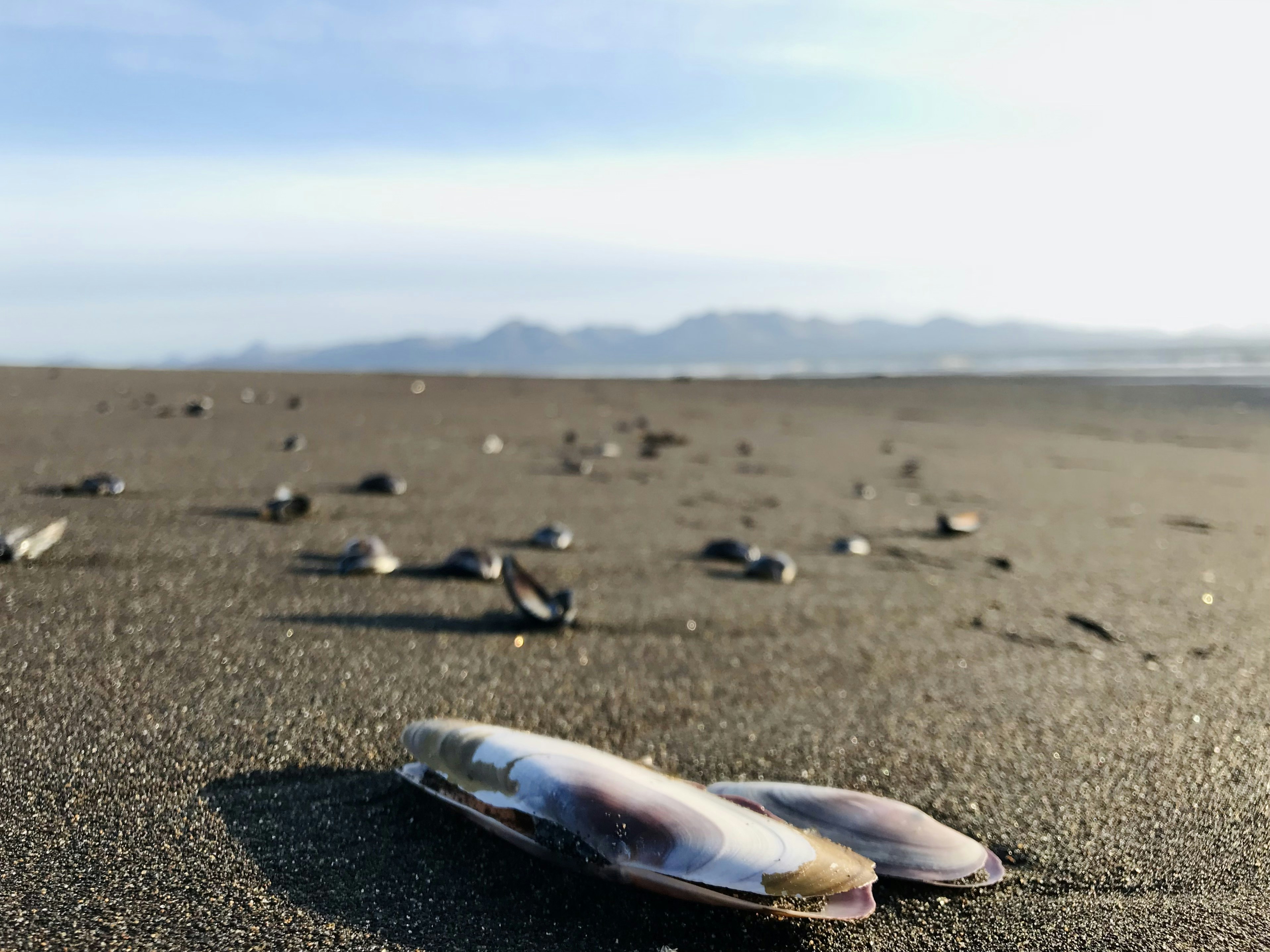 Extinction and Survival: The End of an Era (image credits: unsplash)