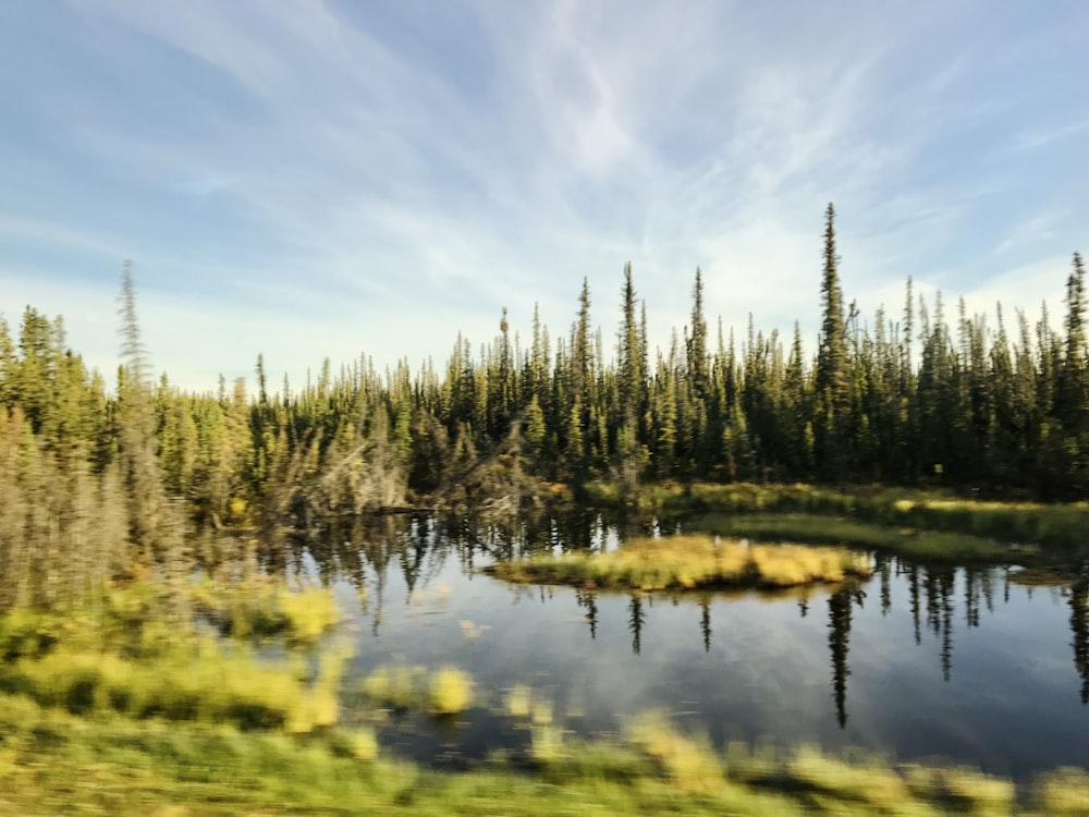 a lake surrounded by trees