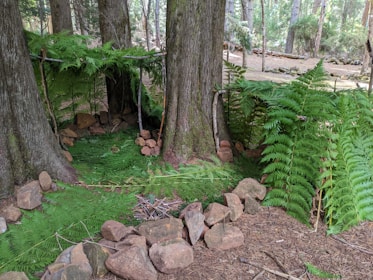 A small shelter is constructed in a forest setting, created by leaning wooden branches against large tree trunks and covering them with green fern leaves. The ground is covered with ferns and surrounded by rocks, forming a natural enclosure. The surrounding forest is dense with tall trees and abundant foliage.