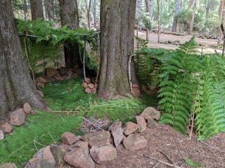 A small shelter is constructed in a forest setting, created by leaning wooden branches against large tree trunks and covering them with green fern leaves. The ground is covered with ferns and surrounded by rocks, forming a natural enclosure. The surrounding forest is dense with tall trees and abundant foliage.