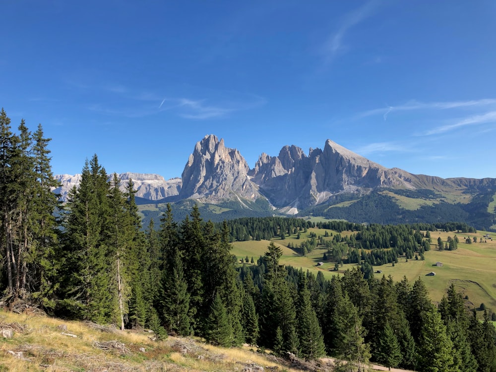 a forest of trees and mountains