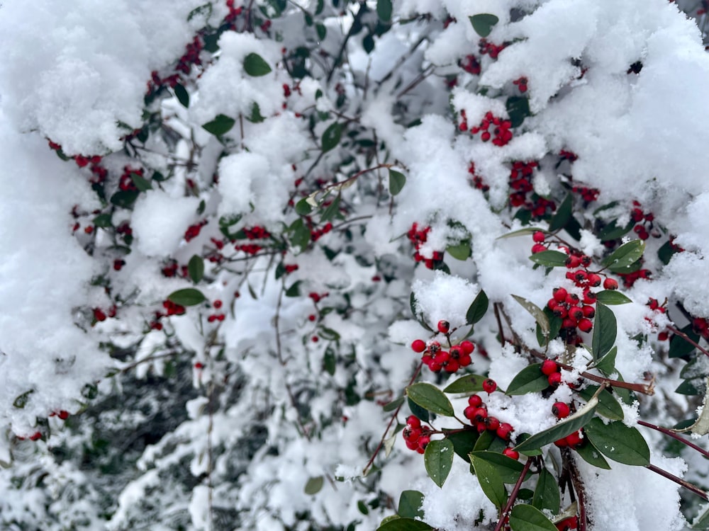 a bush covered in snow